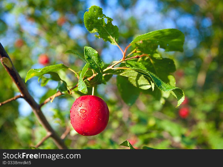 A red plumb on a tree after rain