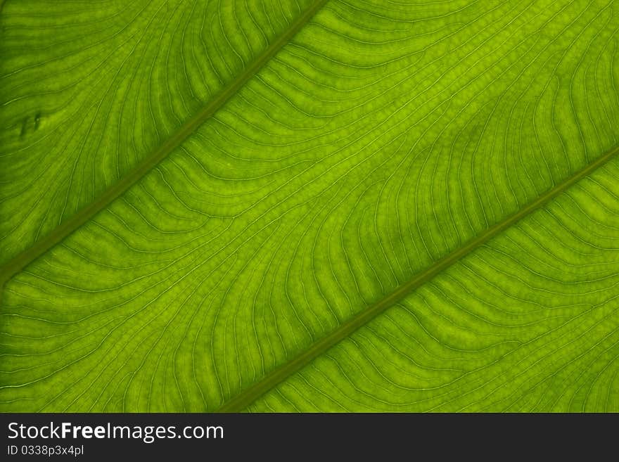 Texture on leaf in the gaden