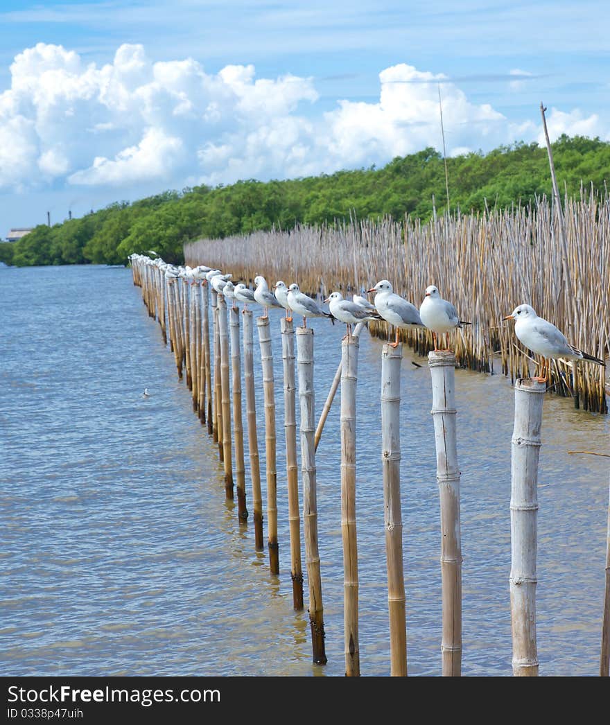 Seagull Standing On Bamboo Wood