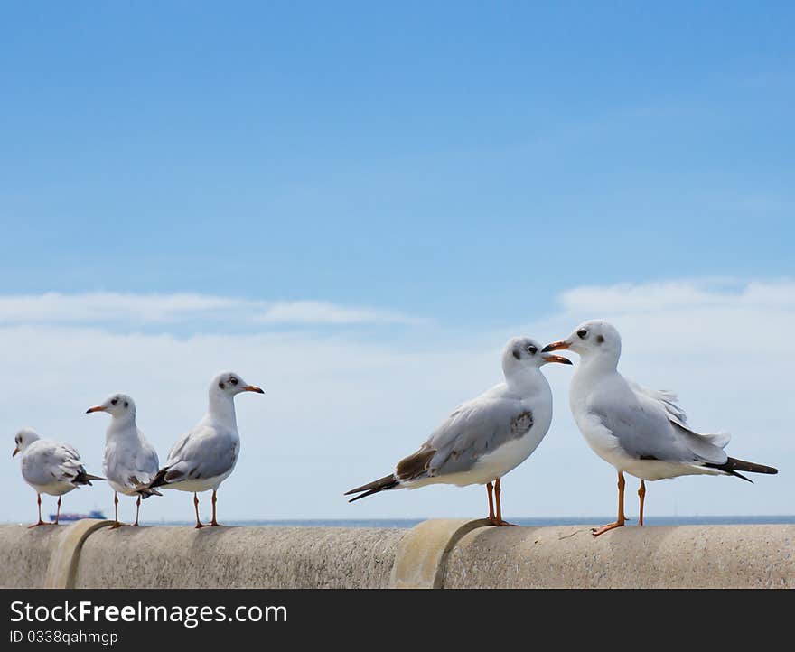 Seagull standing on concrete