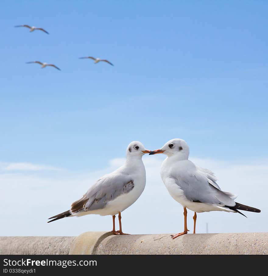 Seagull standing on concrete