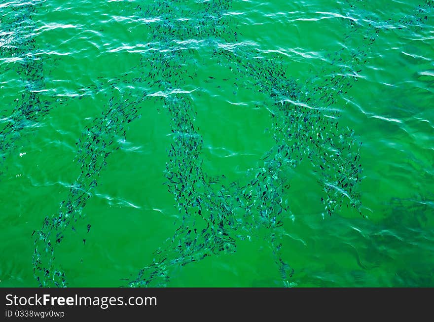 Fish school in the Red Sea