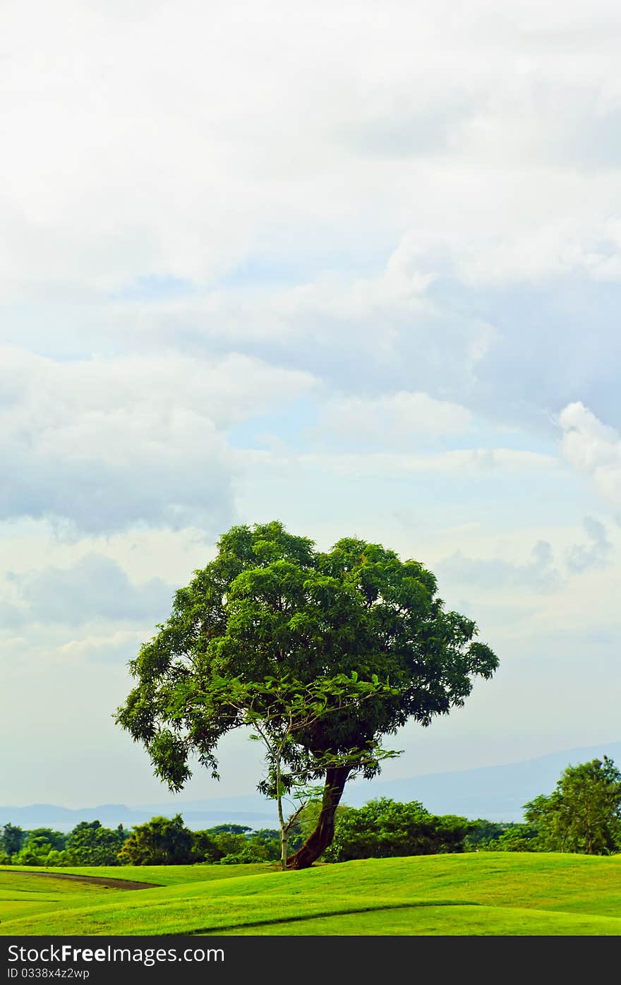 Mango tree in the middle of a golf course