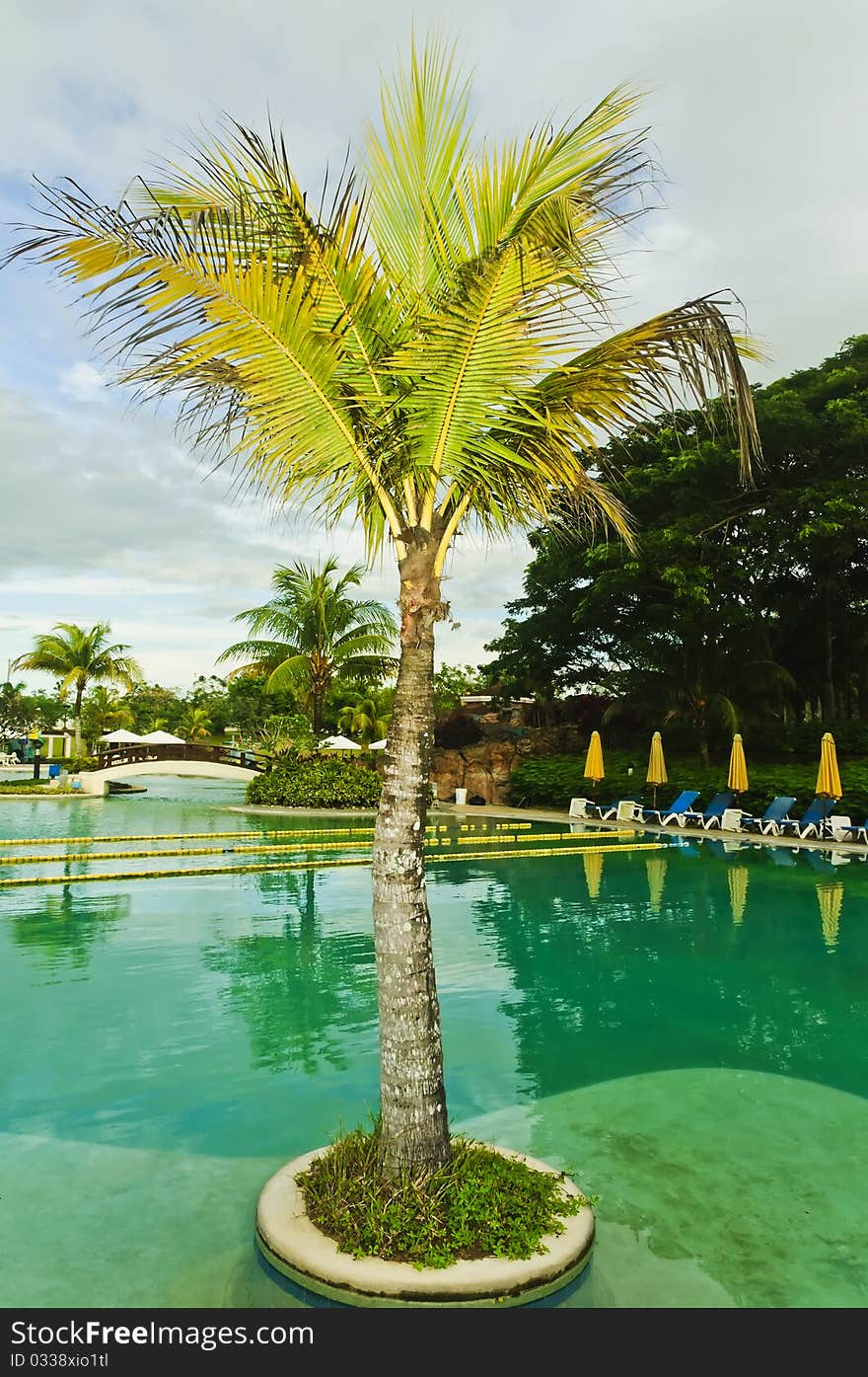 Coconut tree in a resort swimming pool