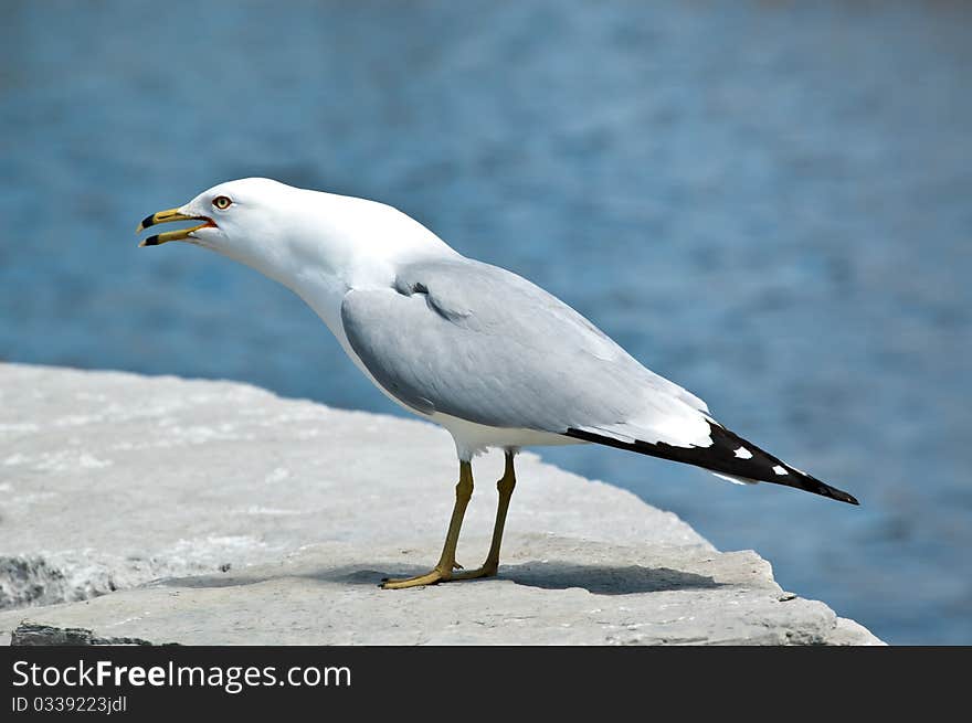 Screeching Ring-billed Gull On A Rock