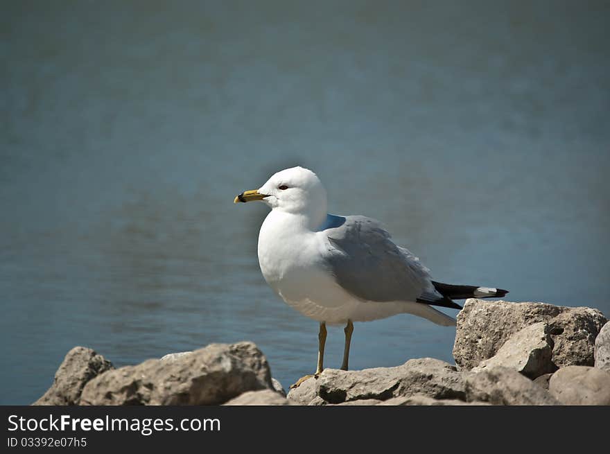 Ring-billed Gull Standing on a Rock