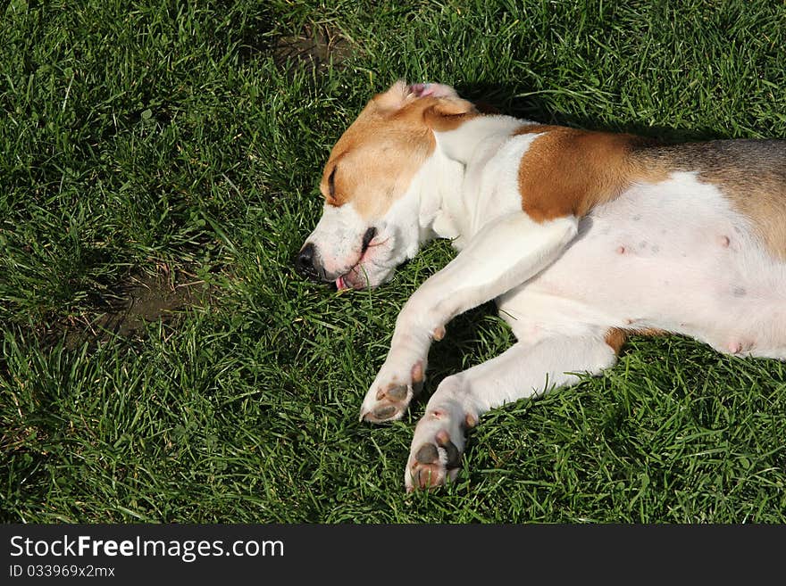 Beagle in the garden