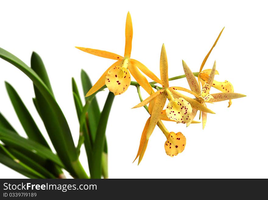 Yellow orchid isolated on white