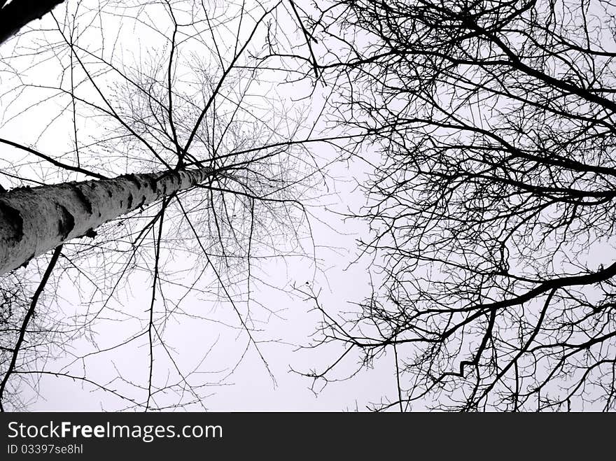 Dead trees with bare branches soar skyward. Dead trees with bare branches soar skyward