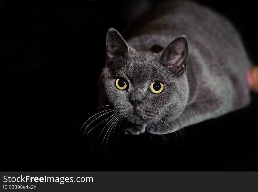 A british short hair cat