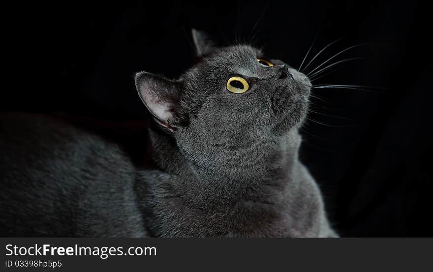 A british short hair cat