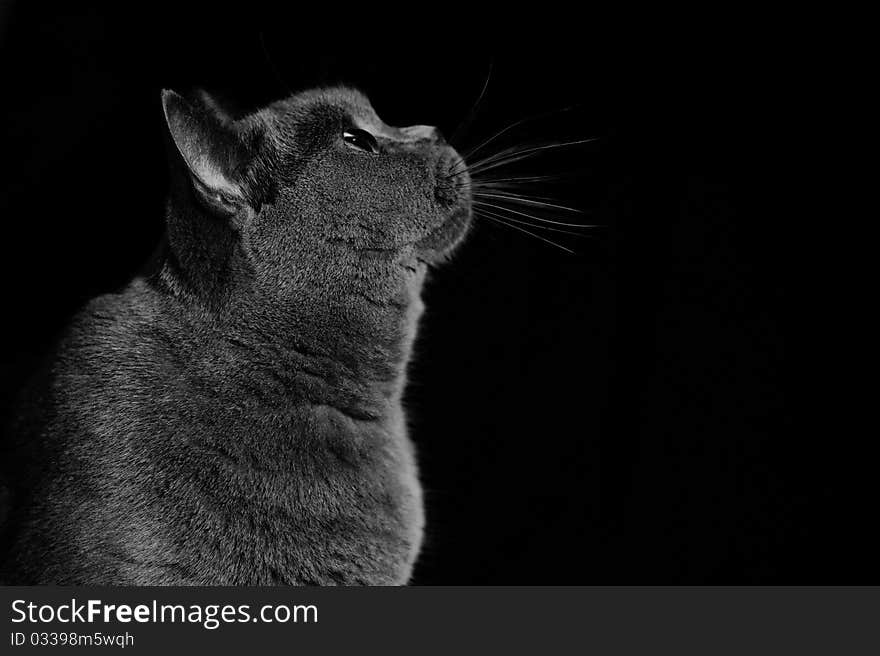 A british short hair cat