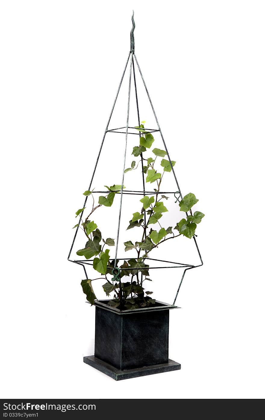 Climbing plant in decorative metal pot. Climbing plant in decorative metal pot