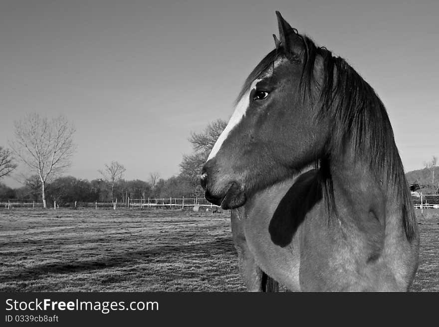 Horse black & white in french farmer.