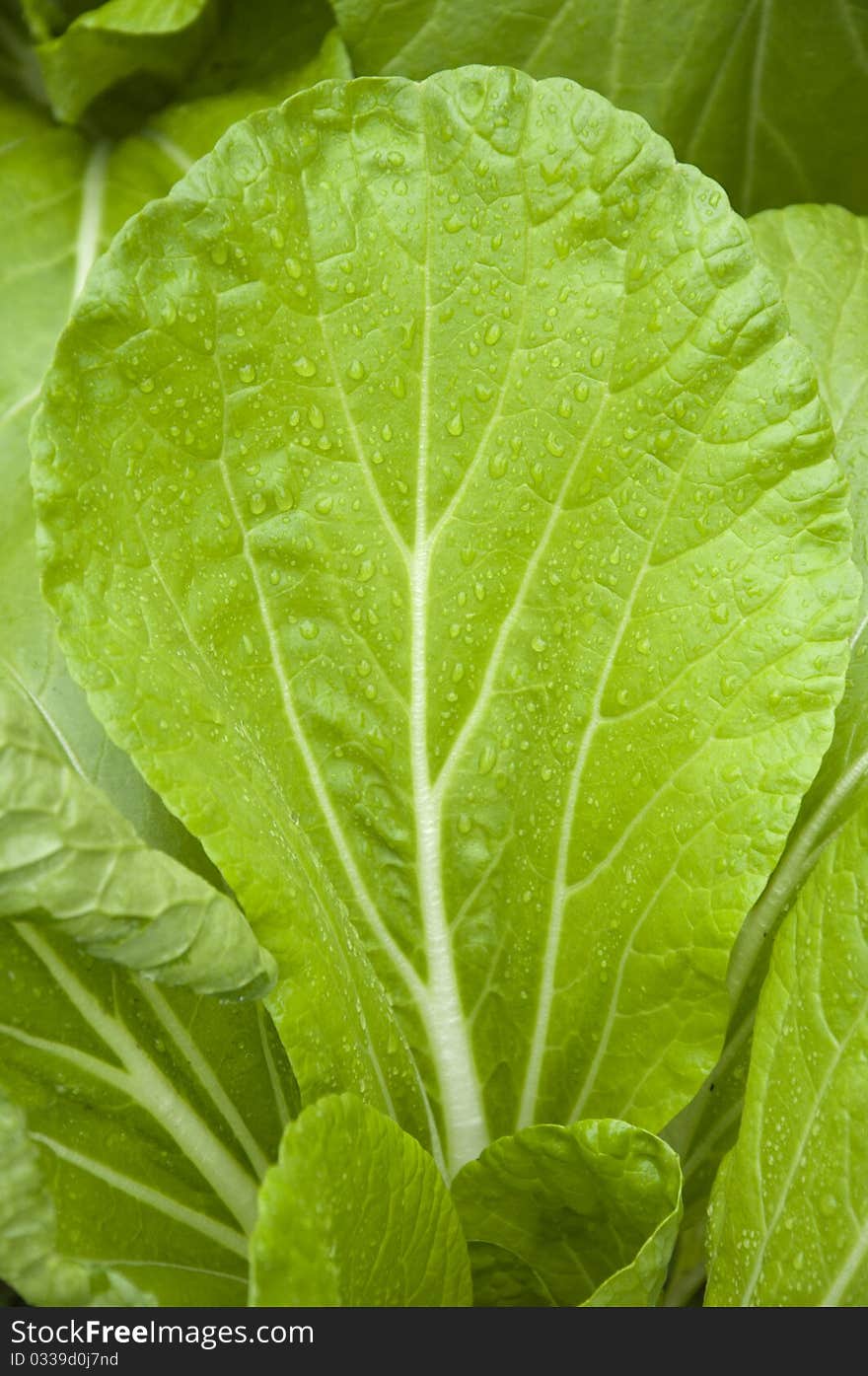 Chinese cabbage and rainwater,rain