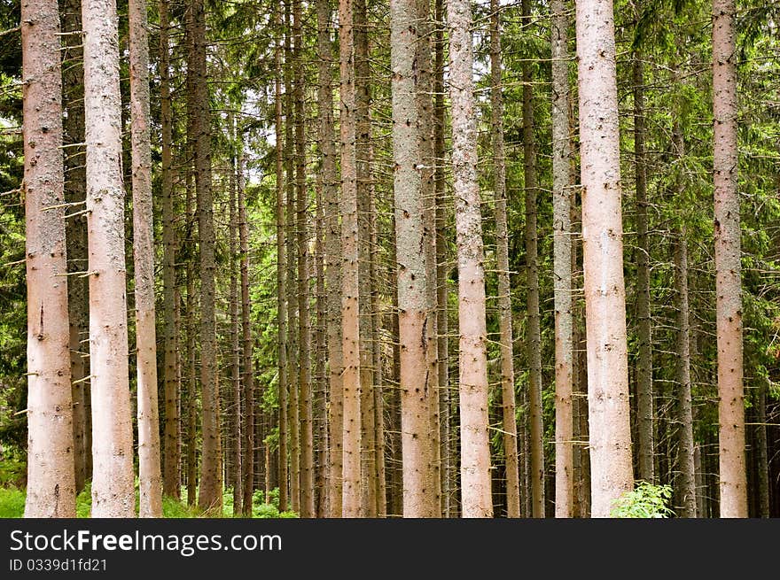 Tree bark