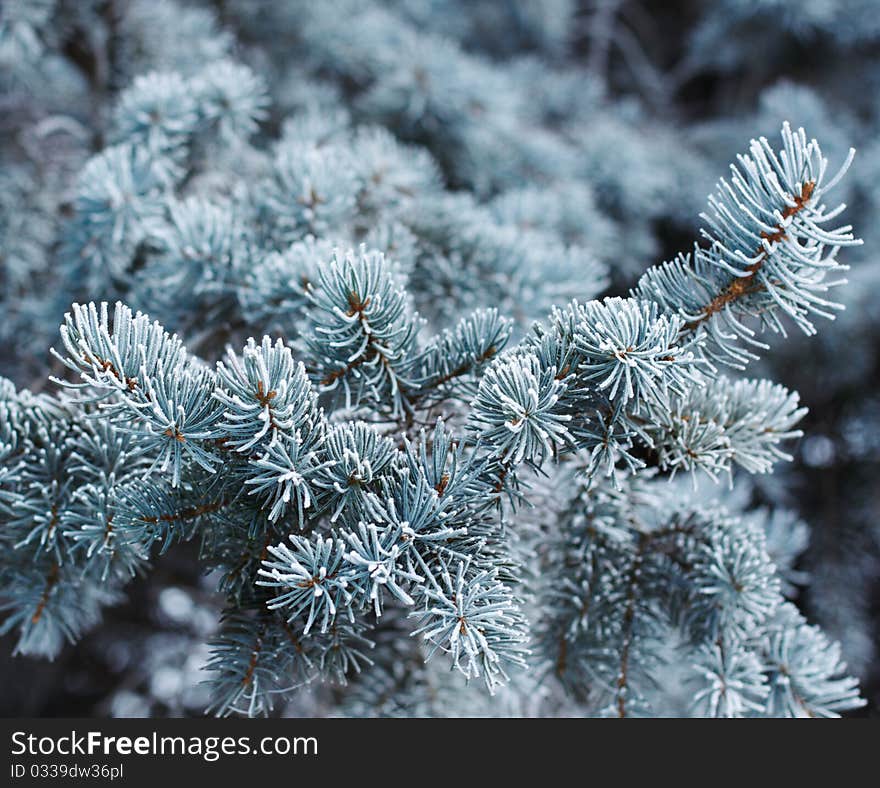 Frozy tree in winter. natural light