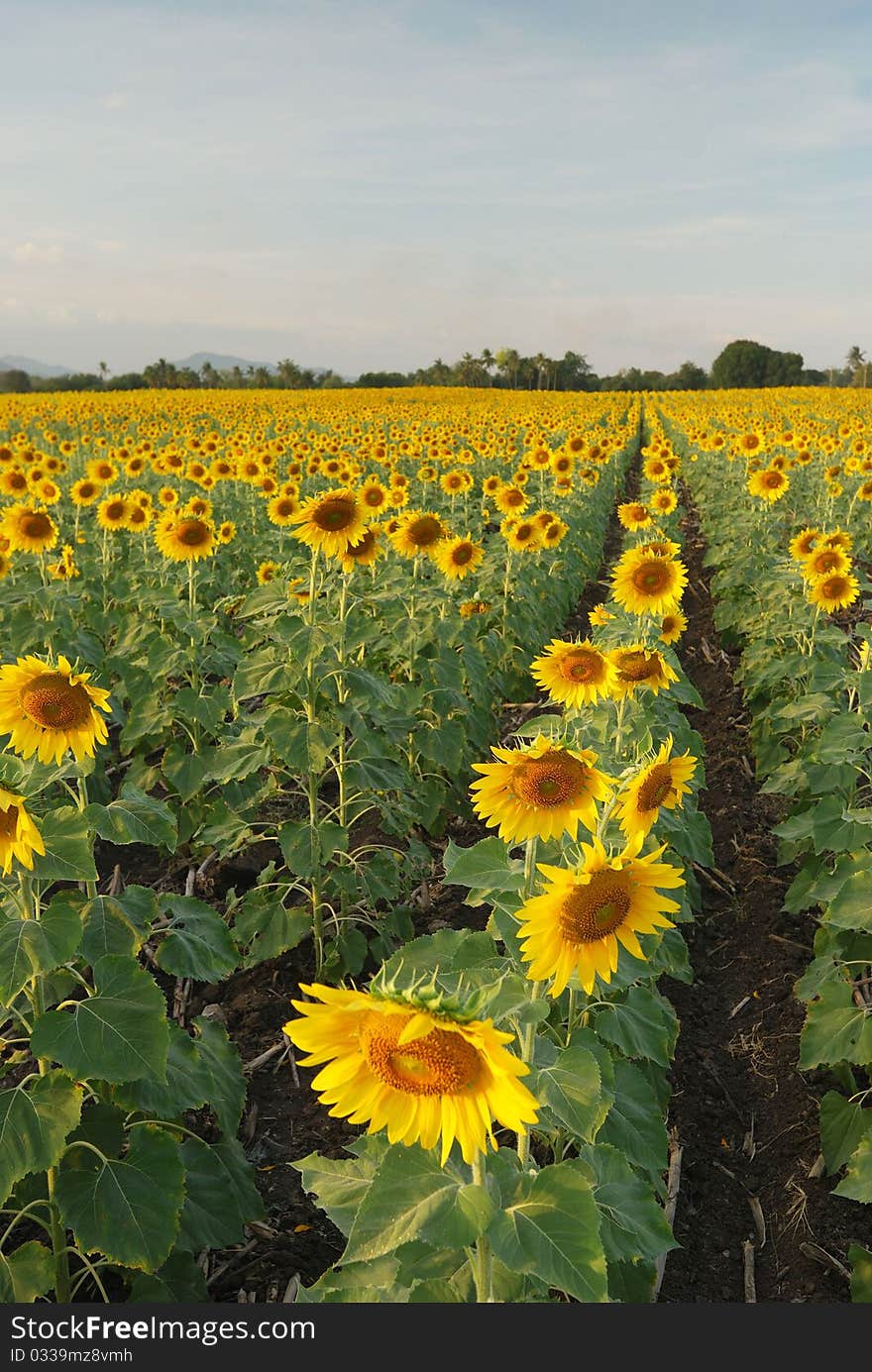 Golden sunflowers, the blue sky and white clouds. Golden sunflowers, the blue sky and white clouds