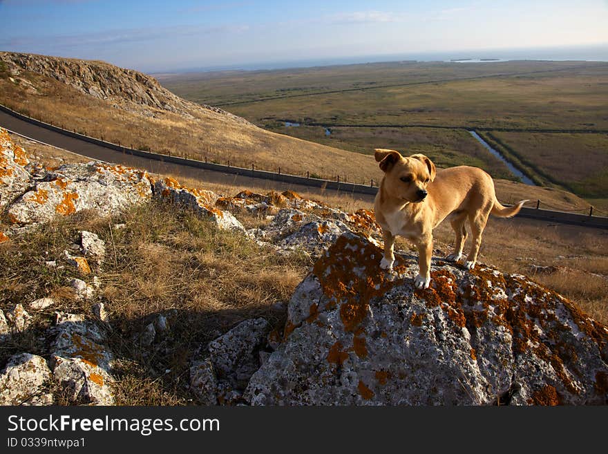 Dog - Danube Delta, Romania