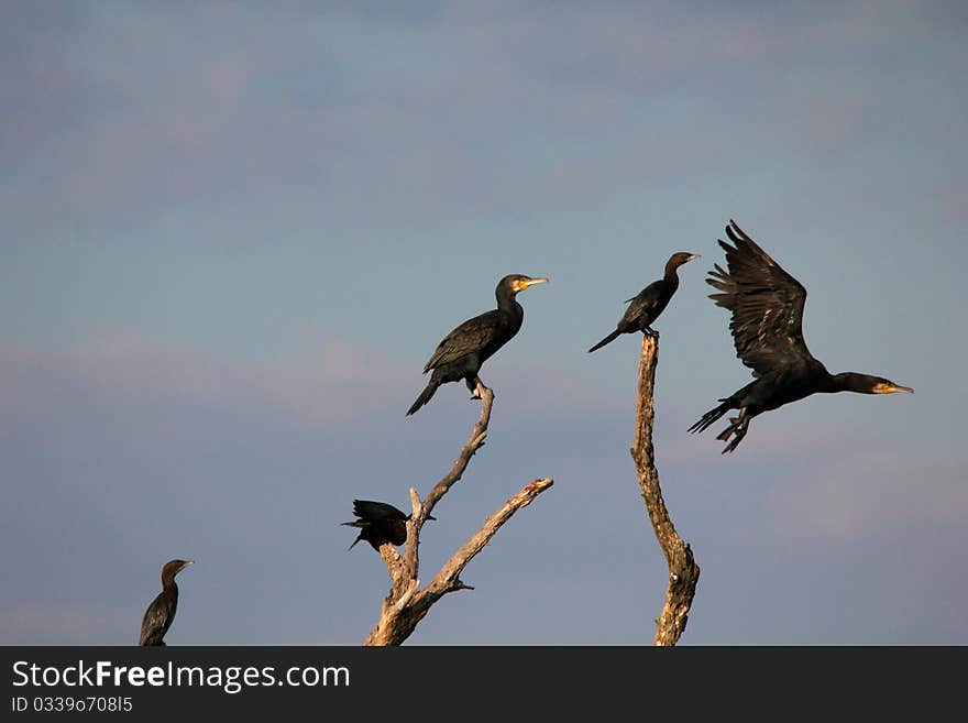 Great Cormorants on a branch - Danube Delta, Romania. Great Cormorants on a branch - Danube Delta, Romania