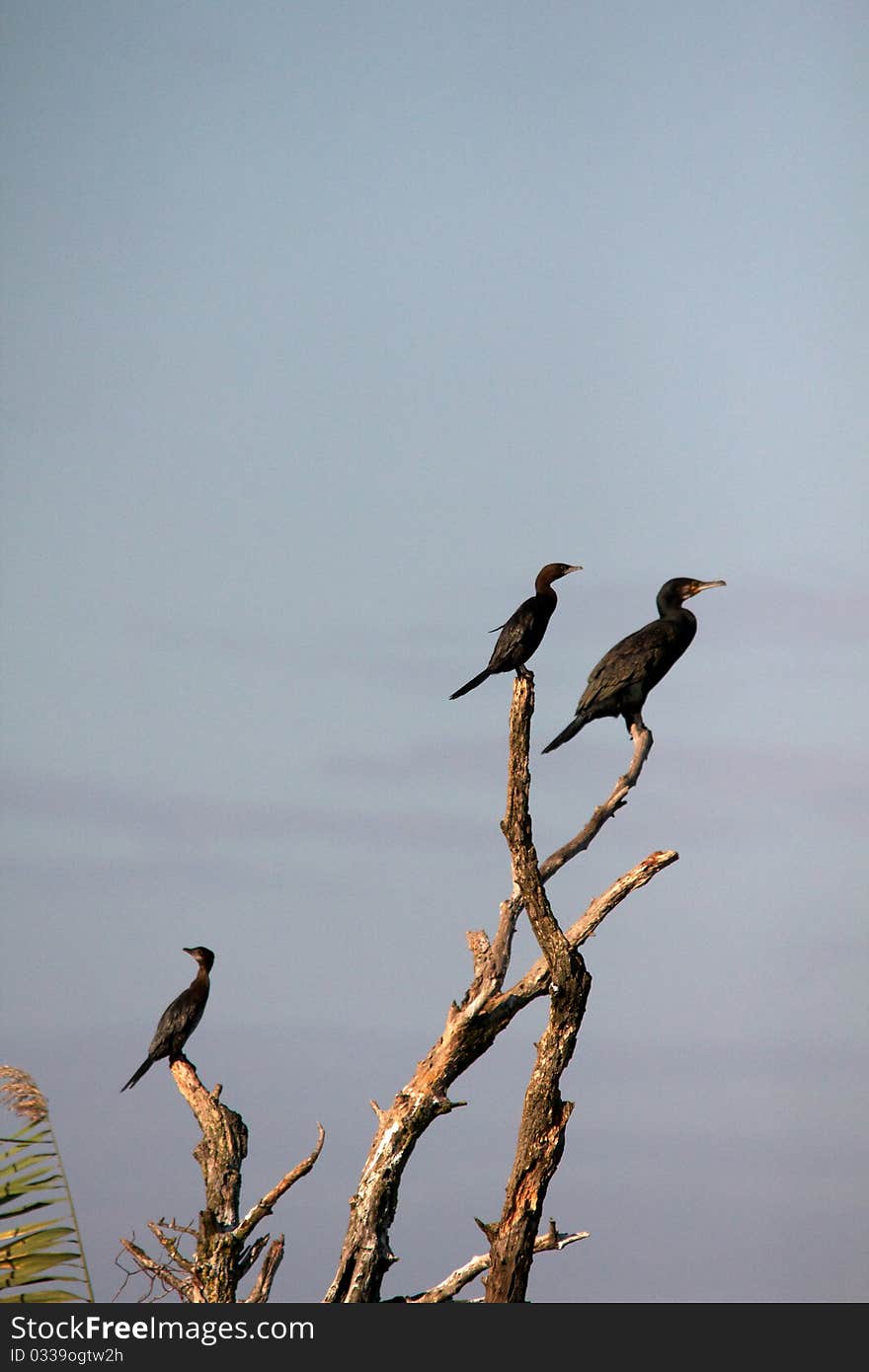 Cormorant in the Danube Delta, Romania