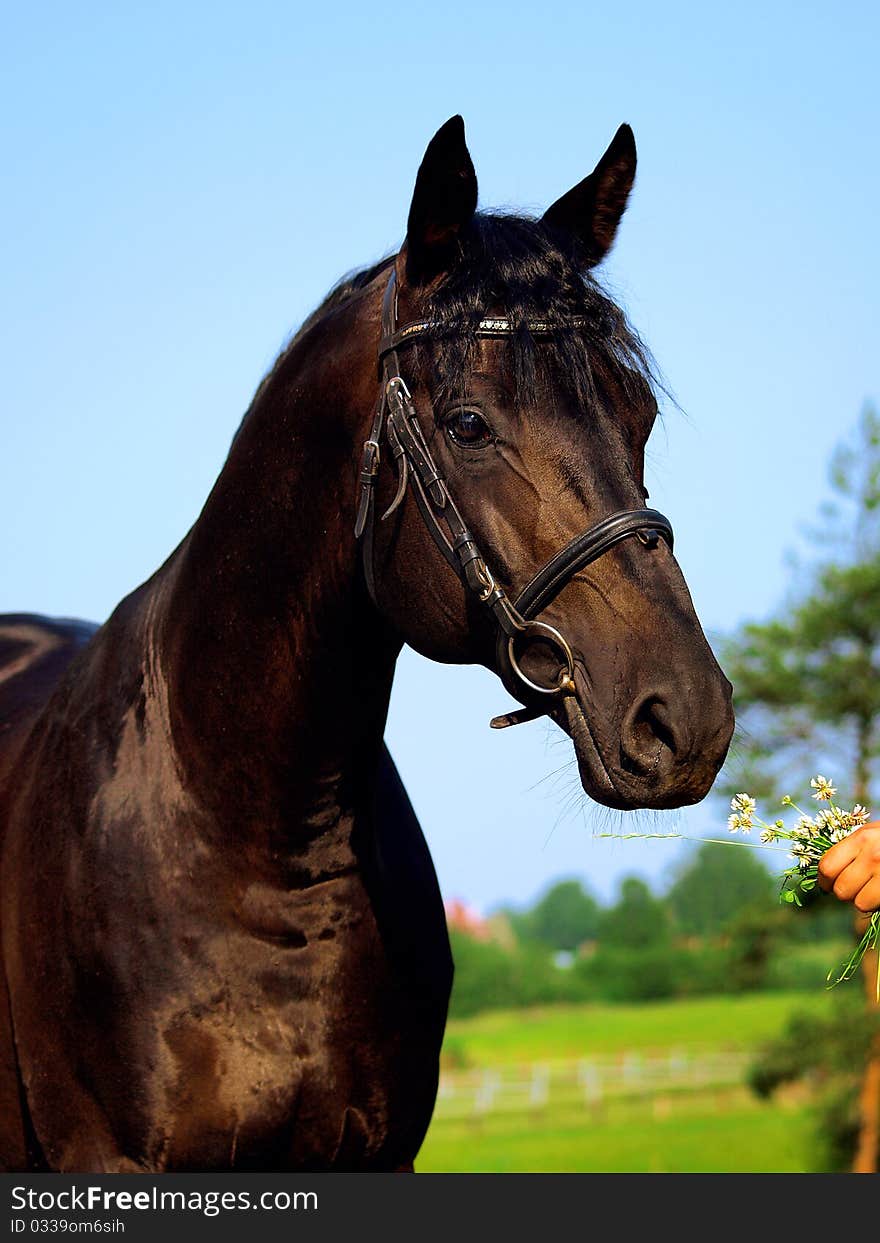 Beautiful black horse outdoor sunny morning. Beautiful black horse outdoor sunny morning