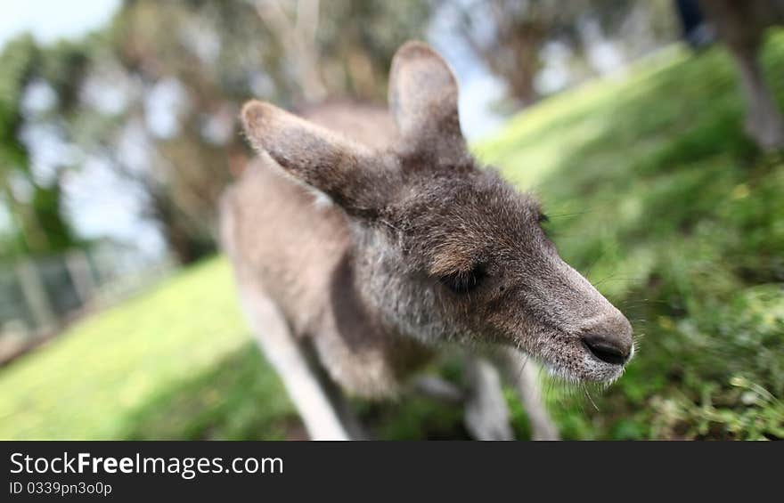 This photo was taken in Tasmania. This photo was taken in Tasmania