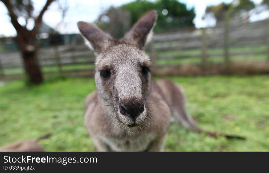 A cute kangaroo in Australia