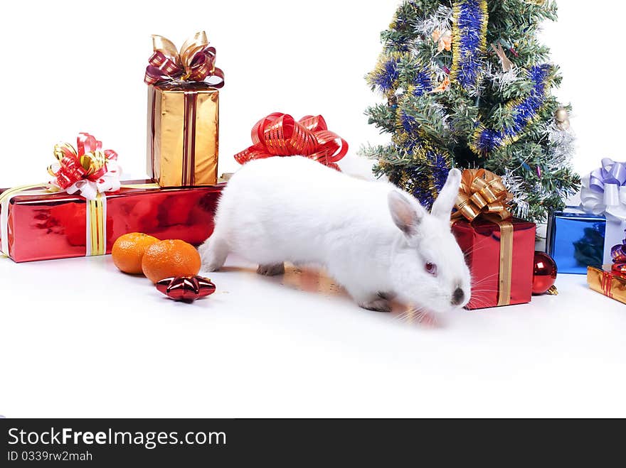 Rabbit with a fur-tree on a white background, is isolated.