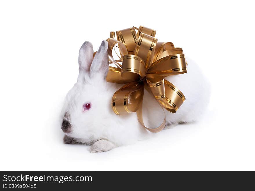 Rabbit with a fur-tree on a white background, is isolated.