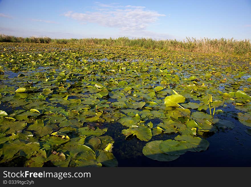 Channel in the Danube Delta, Romania