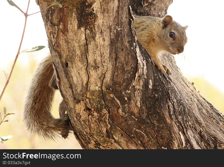 Squirrel In Tree