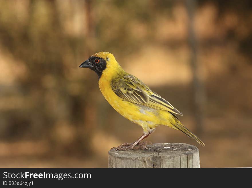 Village Weaver