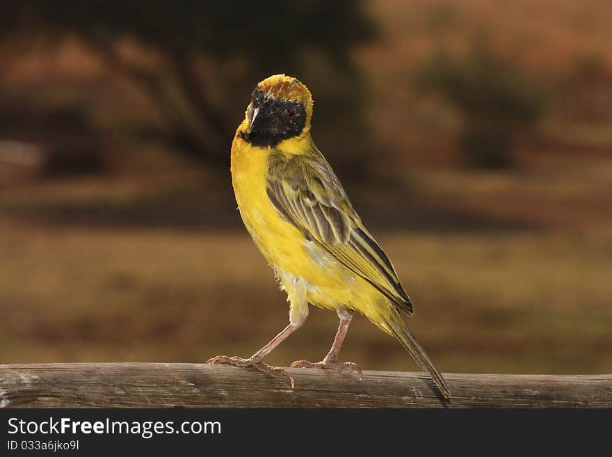 Village Weaver