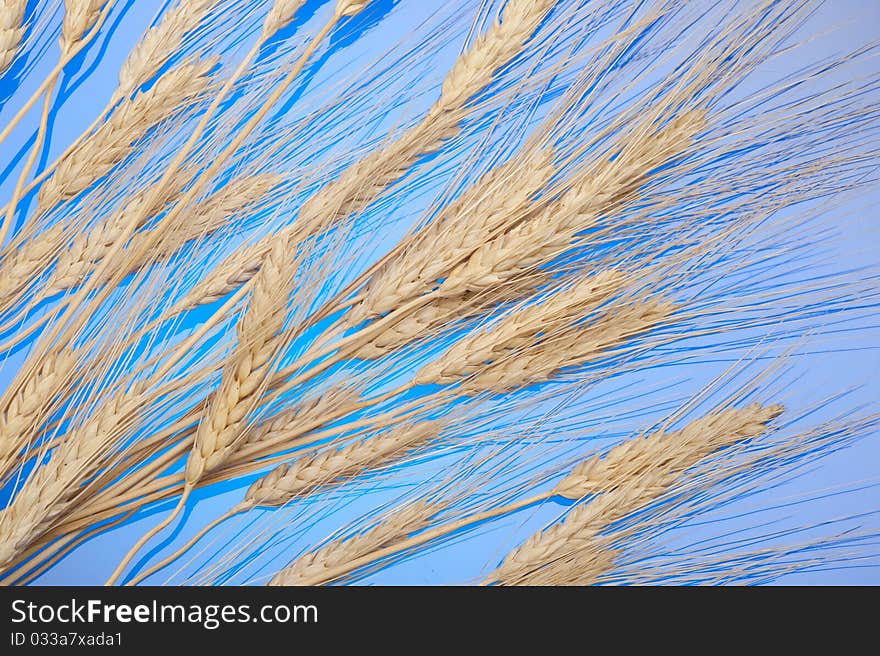 Background with gold  ear of wheat