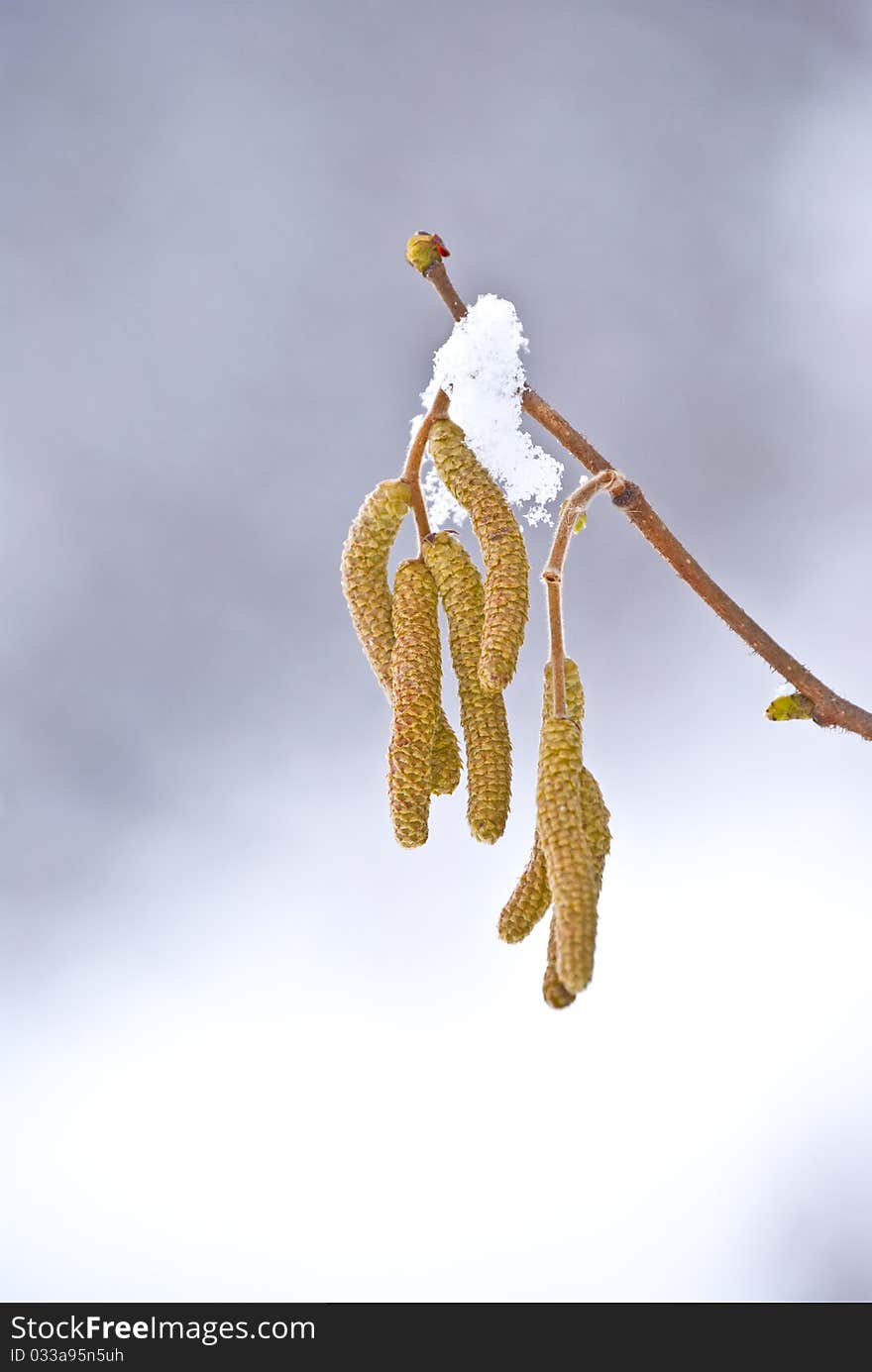 Tree in winter