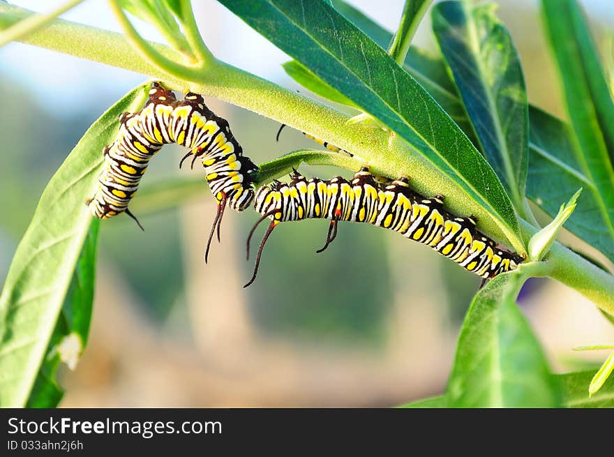 The meeting of a worm. The meeting of a worm.