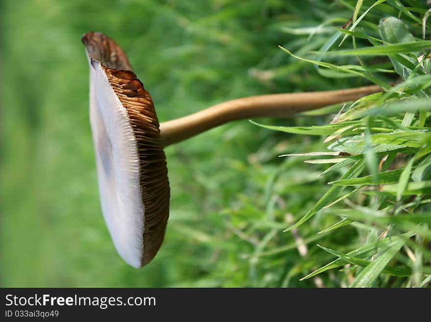 Mushroom in a green field