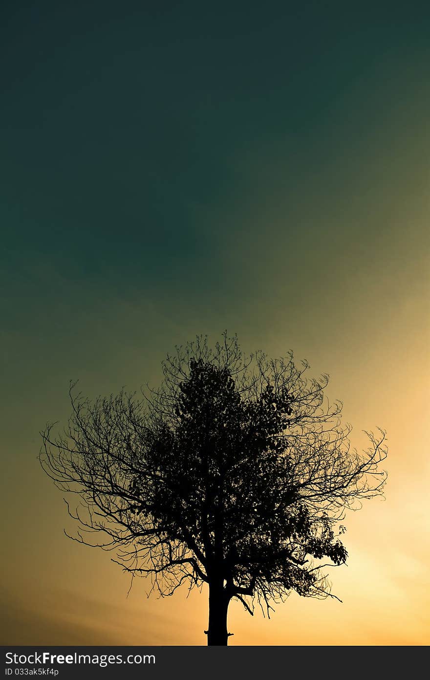 A tree and the sunset as background. A tree and the sunset as background.