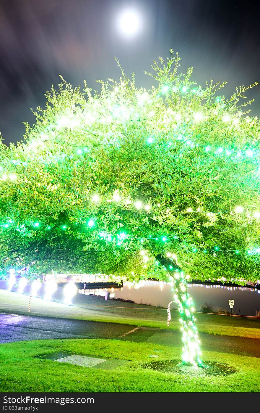 Green illuminated tree on the Lake Washington. Green illuminated tree on the Lake Washington