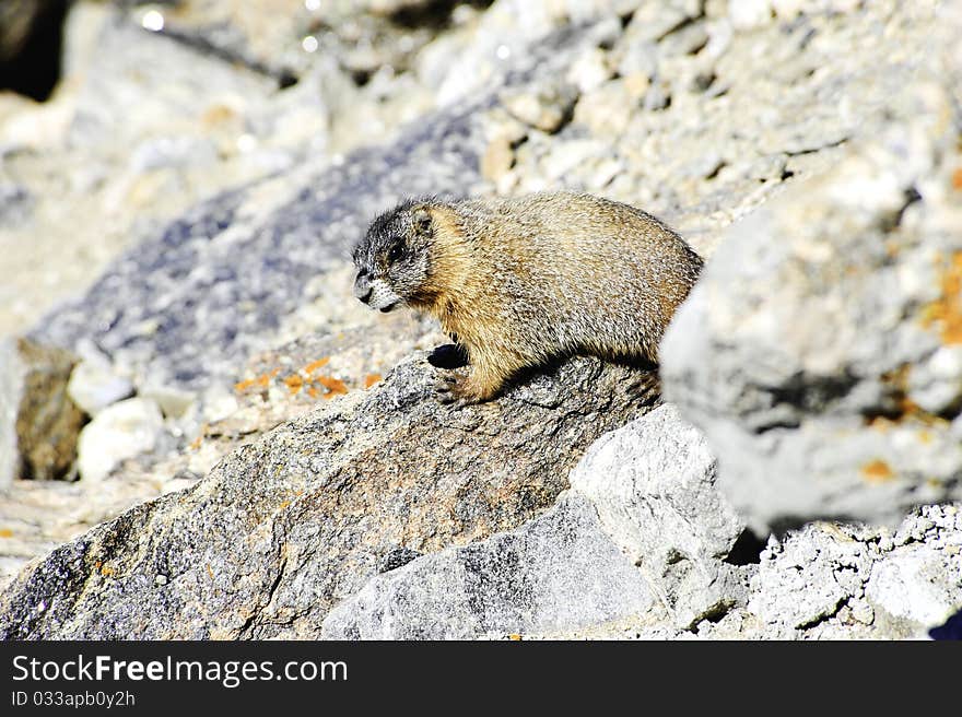 A yellow bellied marmot on a lichen covered rock