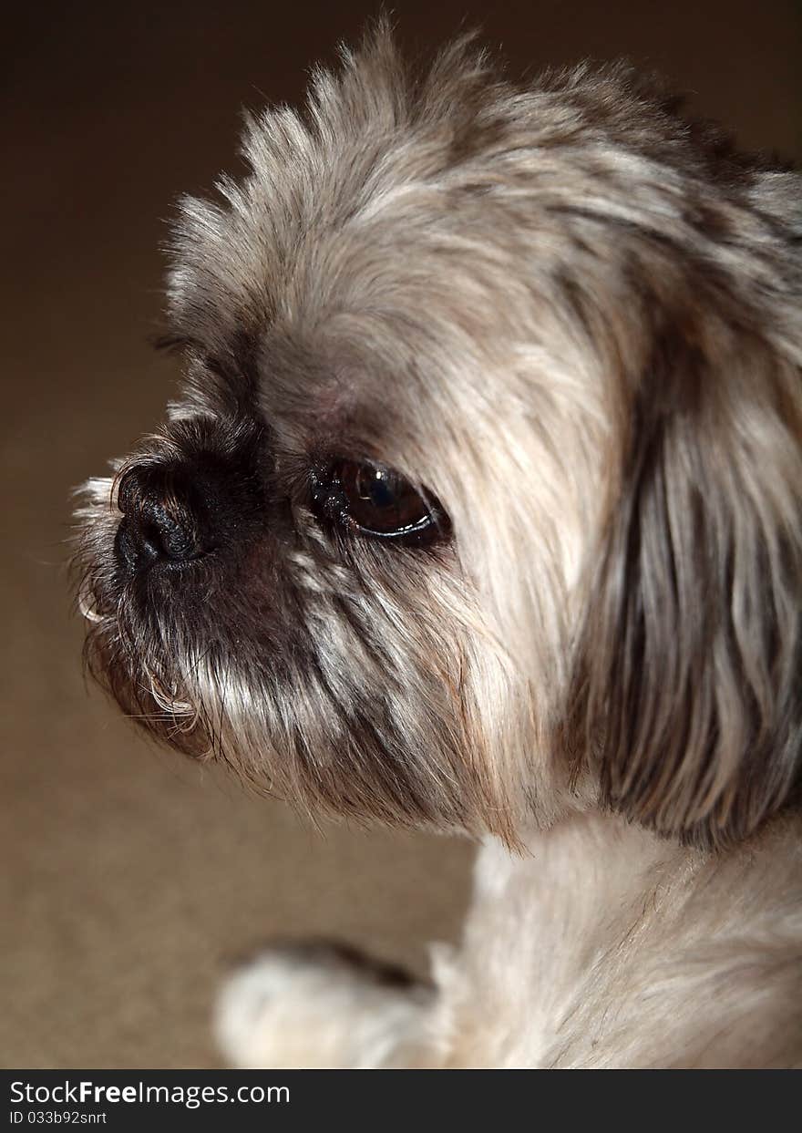 Close up of a cute shih tzu.