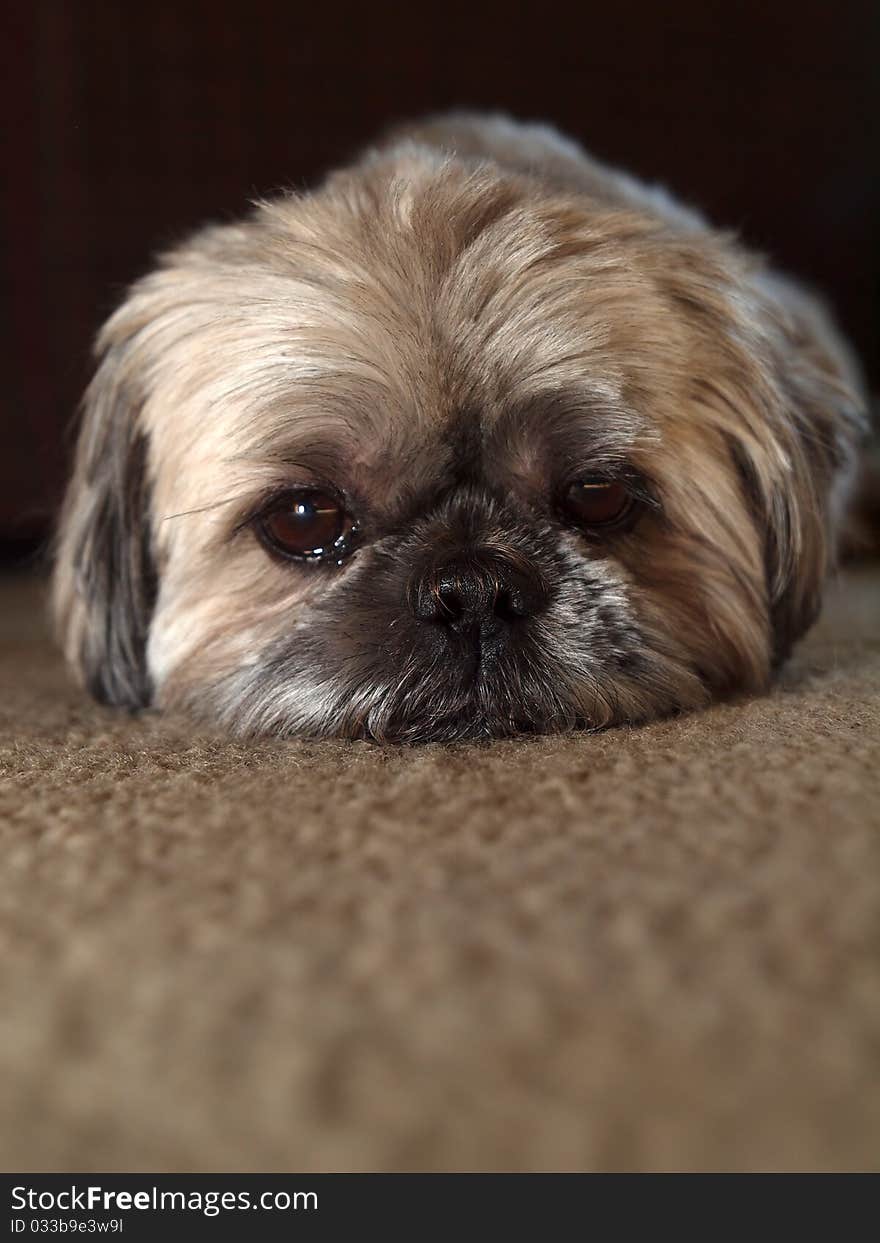 Close up of a cute shih tzu.