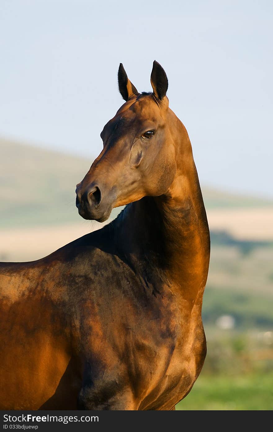 Bay horse portrait in summer