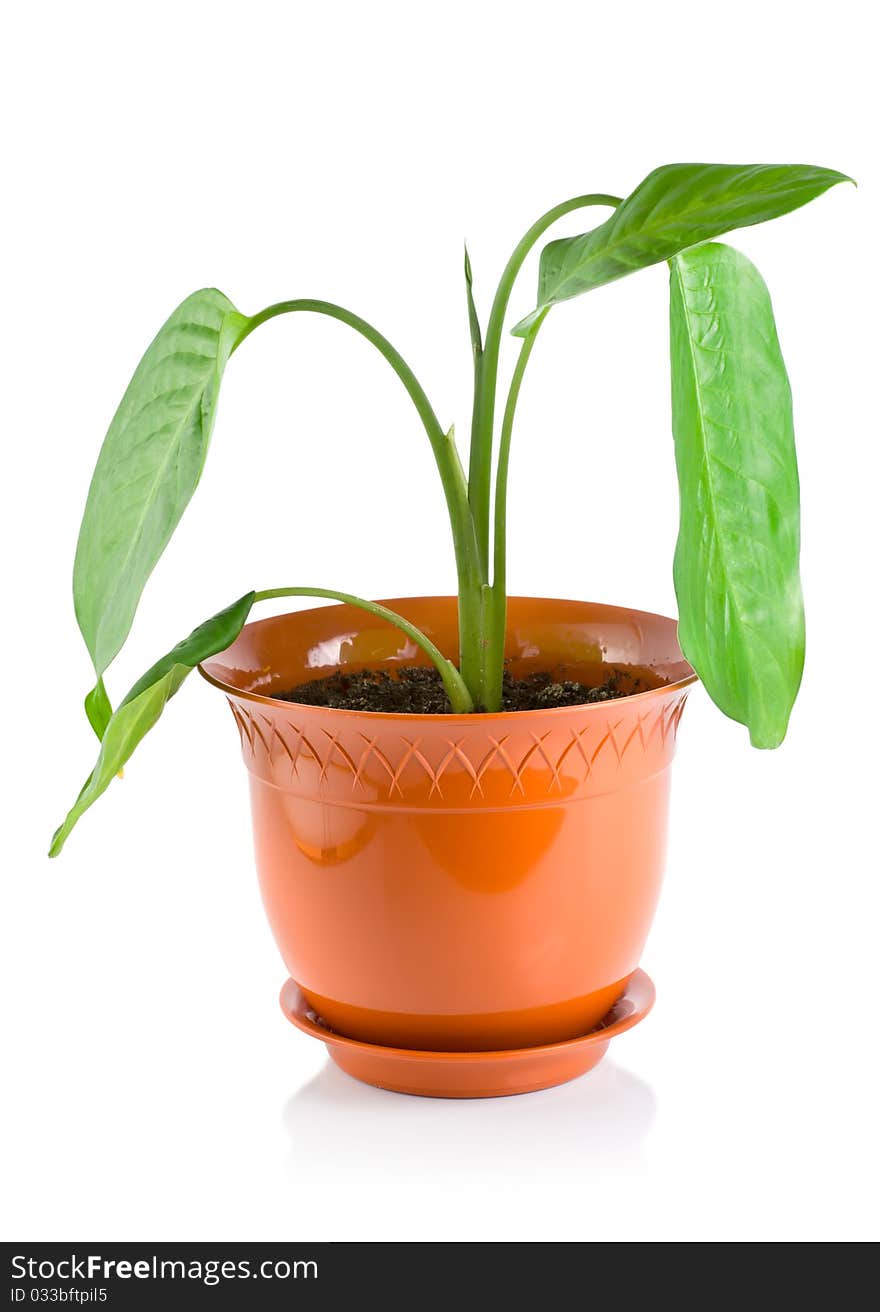 Potted plant dieffenbachia, isolated on white background