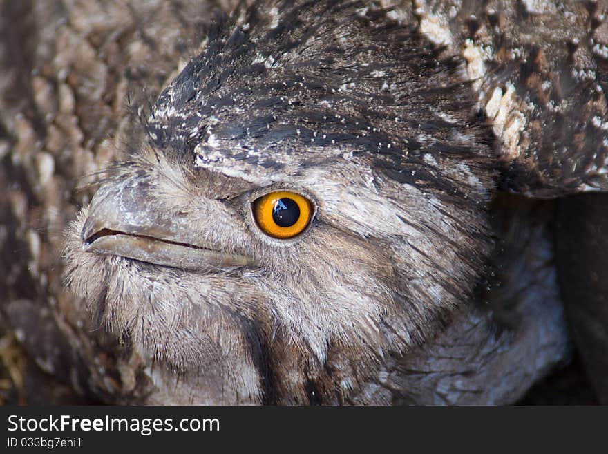 Close up picture of a Tawny Frog Mouth Owl