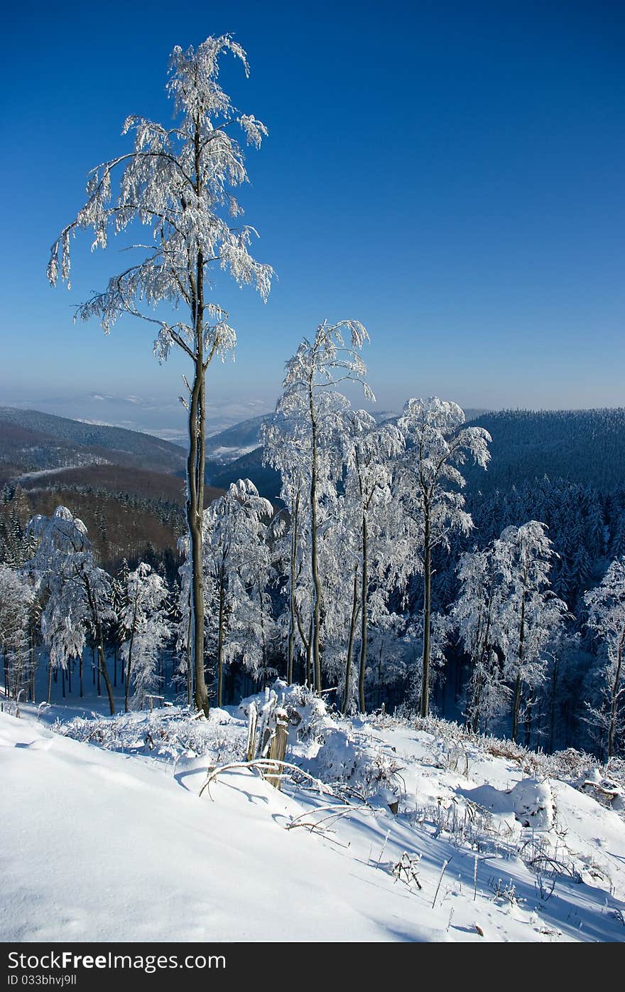 Lonely snowy trees in Poland