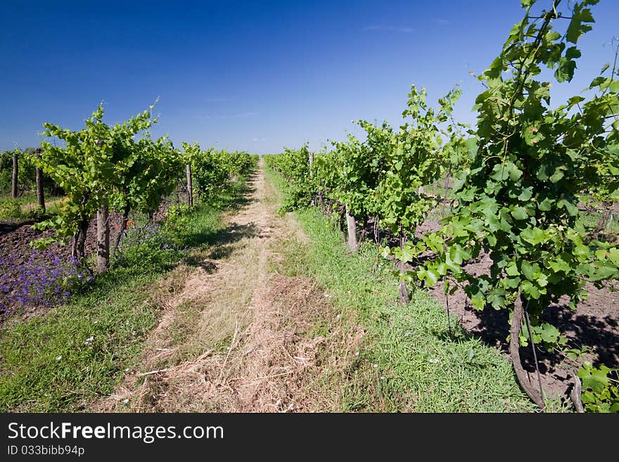 A vineyard field in Czech republic.