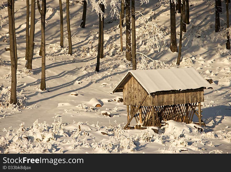 Winter Pasturage