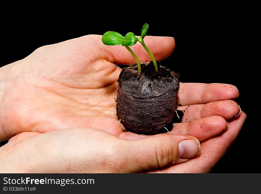 Close up a photo of two hands holding a seedling on a black background. Close up a photo of two hands holding a seedling on a black background